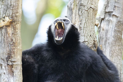 Close-up of black cat on tree trunk in zoo