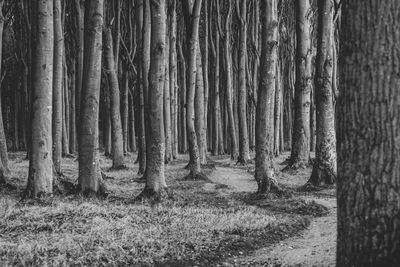 Trees in forest