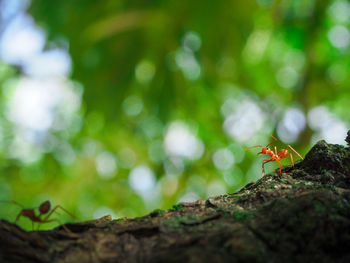 Close-up of ant on tree trunk