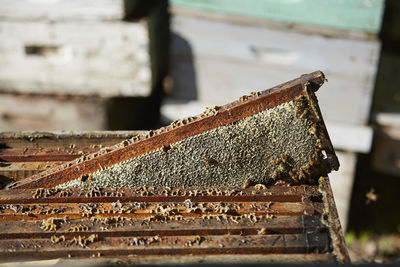 Close-up of honeycomb