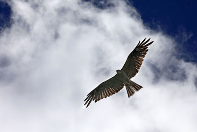 Low angle view of eagle flying in sky