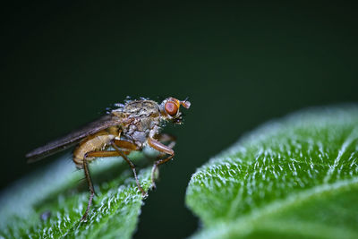 Close-up of insect on leaf