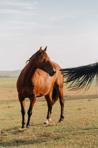 Horse standing in a field