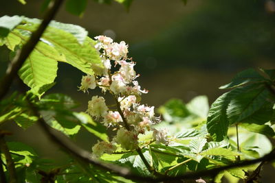 Close-up of white flowering plant