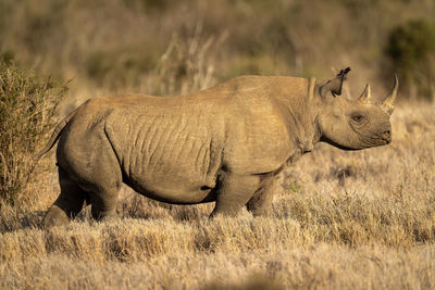 Black rhino