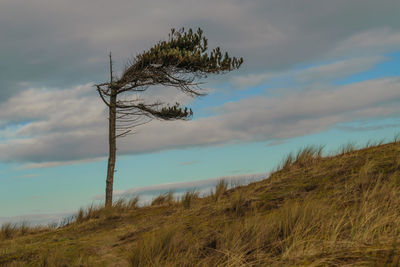 Grass on landscape against sky