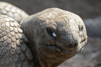 Close-up portrait of lizard