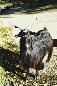 Portrait of horse standing outdoors