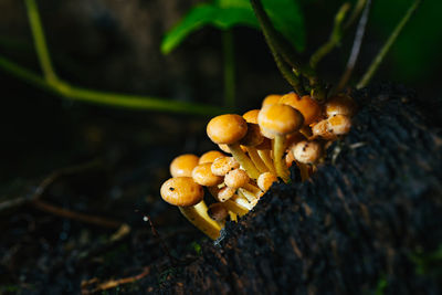 Closeup view of sulphur tuft mushroom growing on a log in the forest