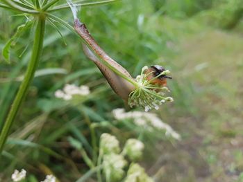 Close-up of insect on plant