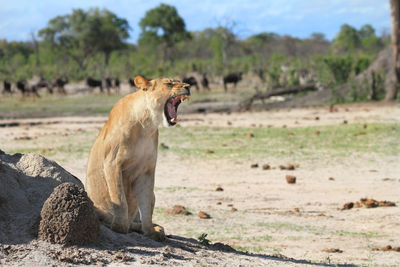 Lioness yawning on landscape