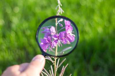 Close-up of hand holding purple flower