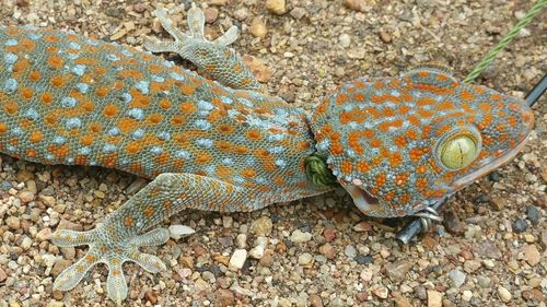 High angle view of gecko with pet collar