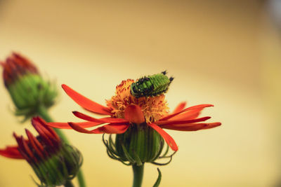 Close-up of insect on flower