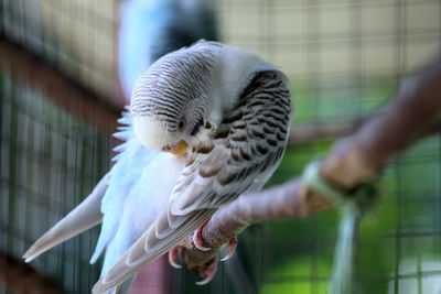 Close-up of a bird perching on hand