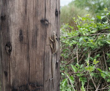 Close-up of wooden fence on tree