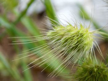 Close-up of spiky plant at park