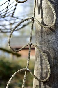 Close-up of rope tied on tree