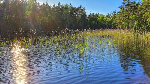 Scenic view of lake in forest against sky