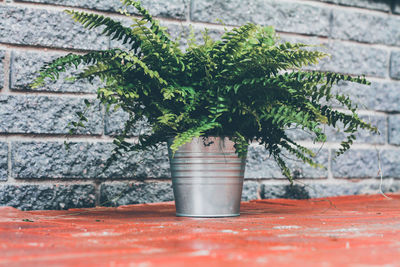 Close-up of small plant in pot