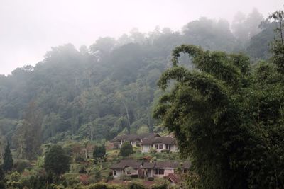 Trees and houses on mountain