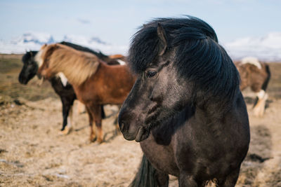 Horses standing on field