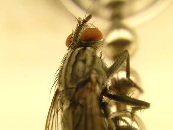 Close-up of insect