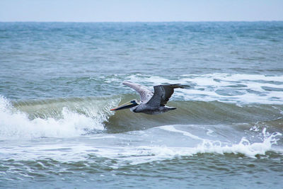 Bird on sea against sky