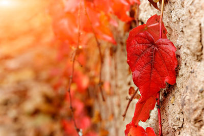 Close-up of red maple leaves on tree