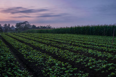 Scenic view of agricultural field against sky