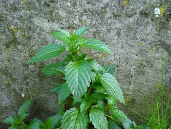 Close-up of plant growing against wall