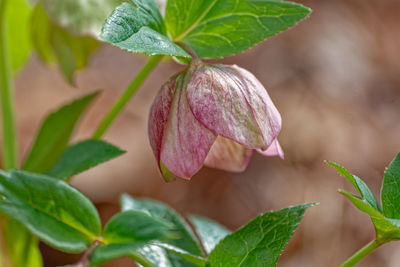 plant part