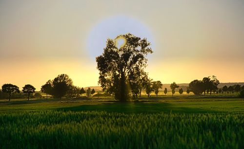 Trees on field against sky during sunset