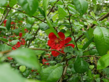 Close-up of fresh green plant