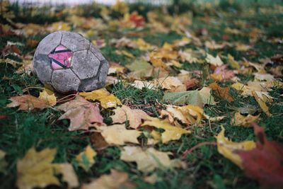 Close-up of fallen autumn leaves