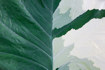 Full frame shot of green leaves