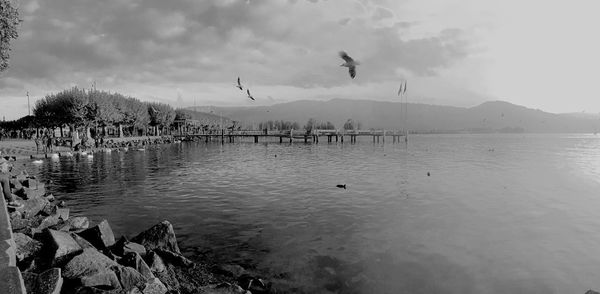 View of birds in calm sea