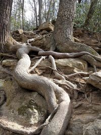 Tree trunk in forest