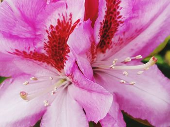 Close-up of pink rose flower