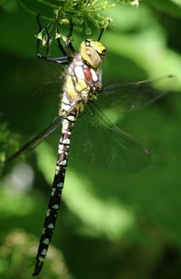 Close-up of damselfly on plant