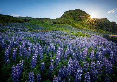 Purple flowering plants on field against sky