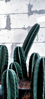 High angle view of succulent plants on footpath