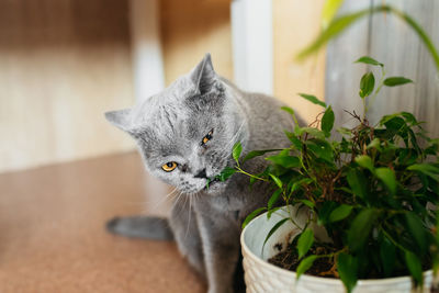 British purebred gray shorthair cat nibbles on green ficus benjamin plant in pot in home room