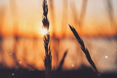 Close-up of stalks against blurred background
