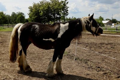 Horse standing in ranch