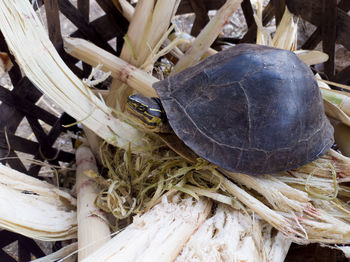 High angle view of shells on dry plant