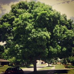 Trees growing in the dark