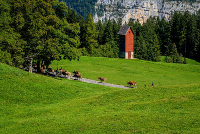 Farm in the swiss mountains on lake lucerne.