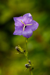 Close-up of purple flower blooming outdoors