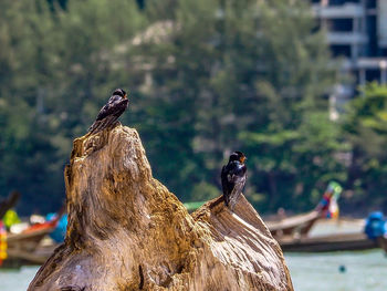Birds perching on a sculpture